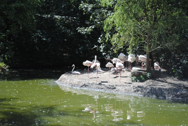 Zoo de Mulhouse 2011 29510