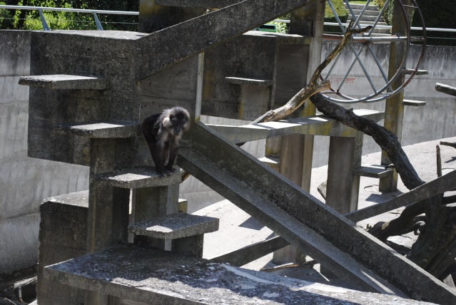 Zoo de Mulhouse 2011 38210