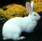 les races de lapin Blanc-10