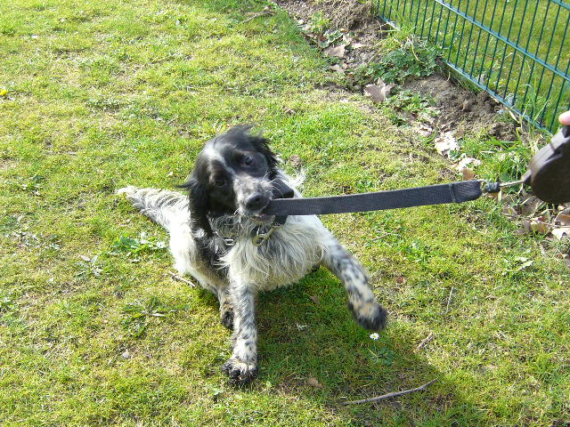 Springer spaniel " aron" dans le 59 (en danger) P1070011