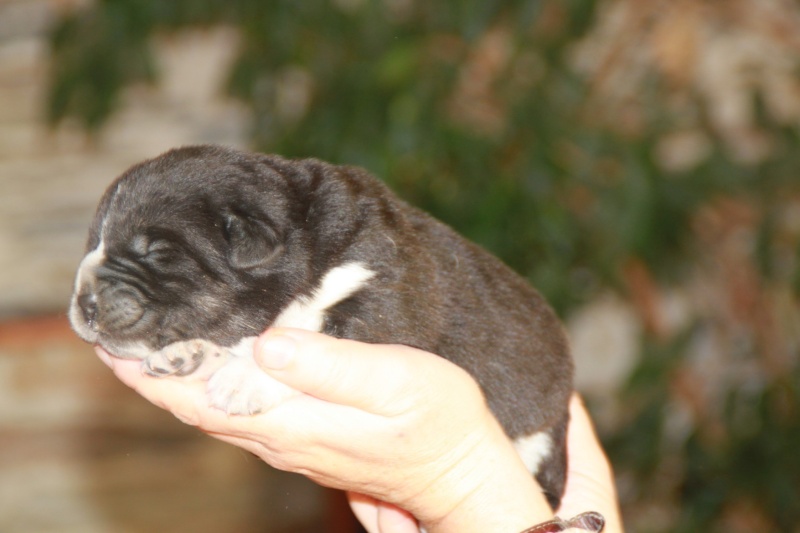 Manchas a remis ça ! 5_dace10