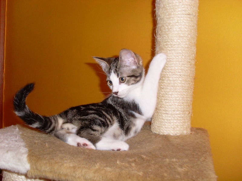 Sauvetage: Gaston, chaton mâle brown tabby et blanc, né en avril 2011 Divers13