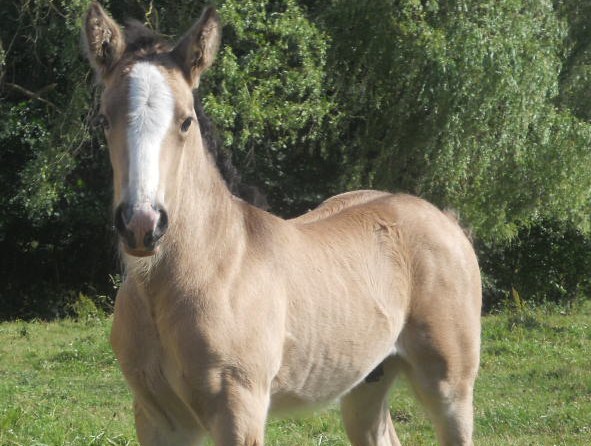  - Buck des Légendes Celtiques, poulain 2011 ISABELLE, NEW p 3 & 4 712