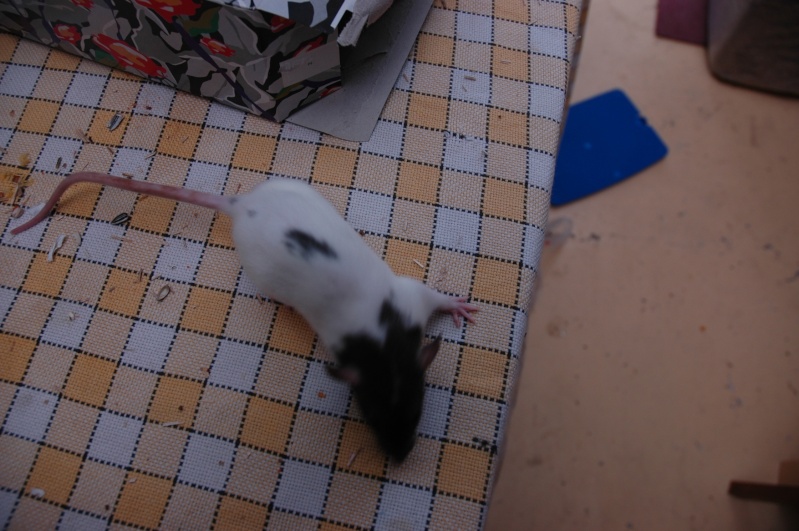 [urgent] 24rats vous attendent a bras ouvert. Femell17