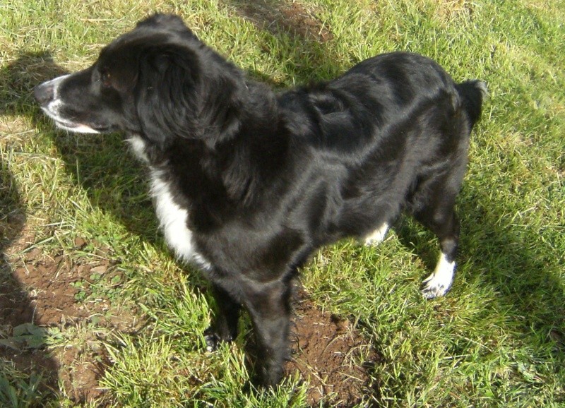 ANOUK, type border collie, 2 ans (50) Anouk_10