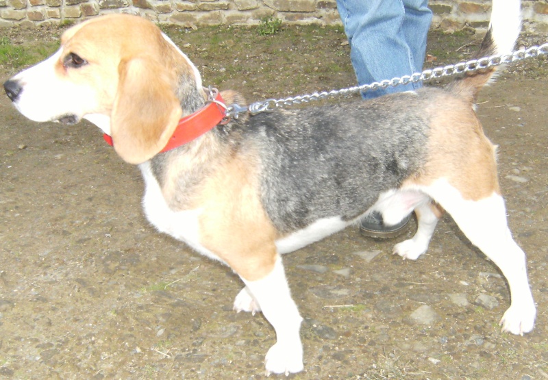 50 -  LULU, x beagle, 4 ans Lulu_110