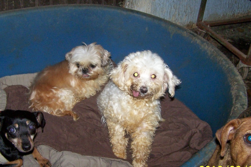 Glory, petite bichon, née en janvier 1999 100_5929