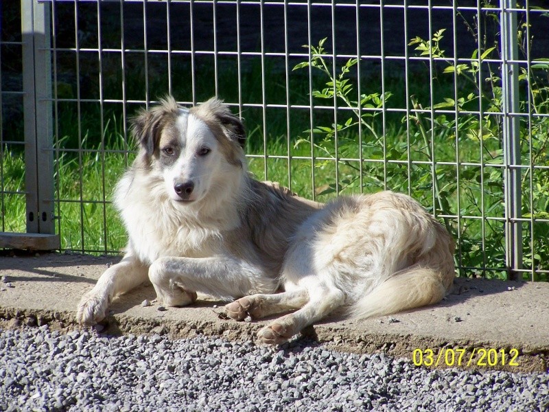 Filou X border collie 04.2011 - refuge ALDPA 100_6225