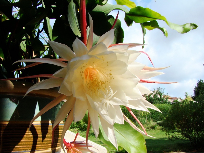 Epiphyllum oxypétalum Hoa_qu22