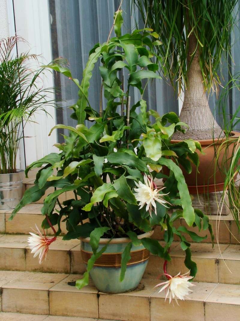 Epiphyllum oxypétalum Hoa_qu23