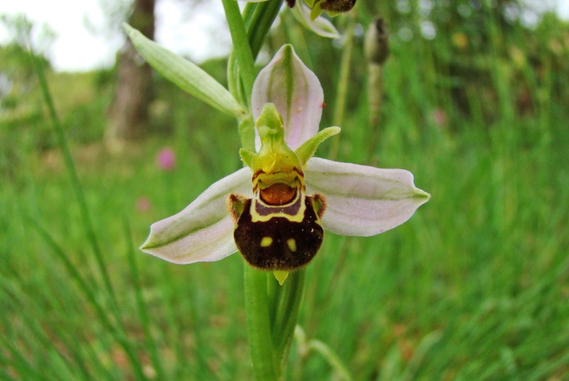 Début juin 2008 en Haute Provence - 2 Ophrys10