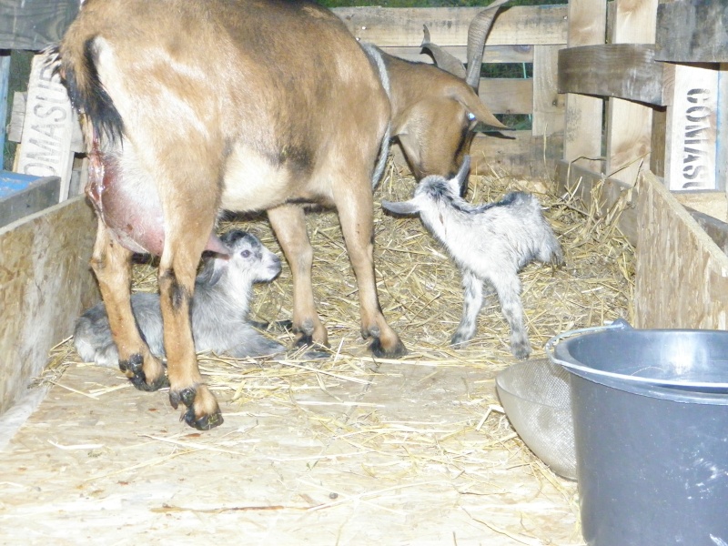 bébés tant attendus Pa100213