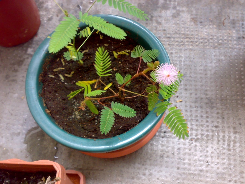 Mimosa pudica - Page 2 20072011