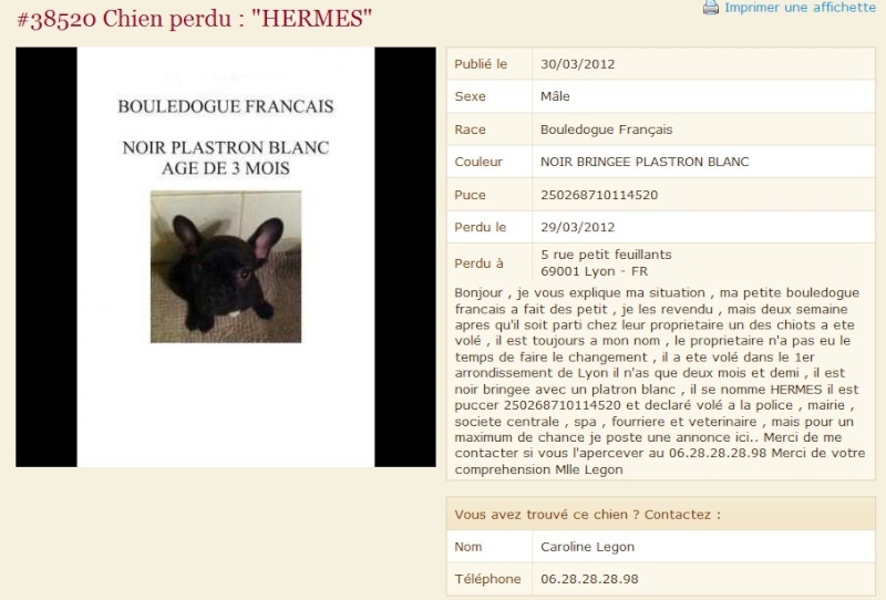 HERMES chiot bouledogue français volé à Lyon (69) 2012-018