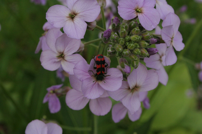 Une petite srie d'insecte prise dans le Limousin Img_0210