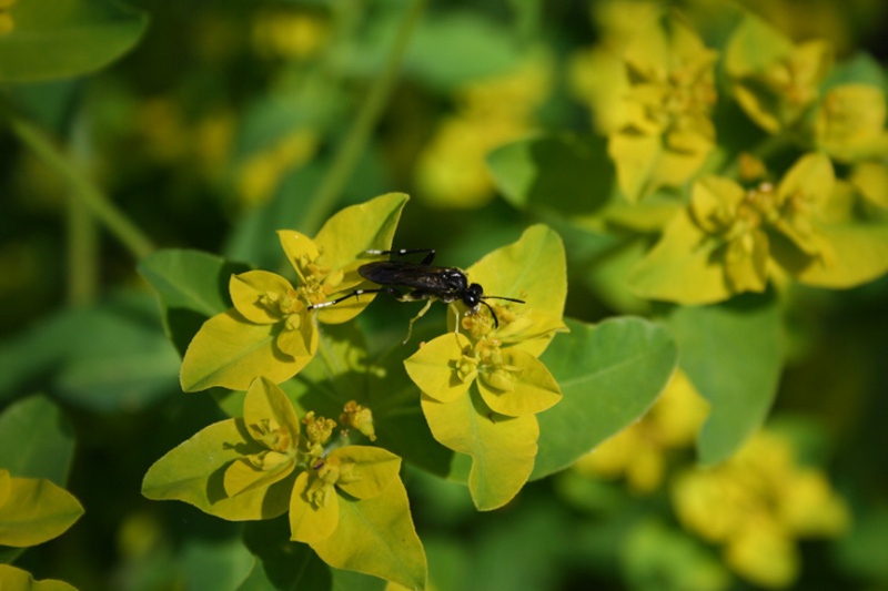 Une petite srie d'insecte prise dans le Limousin Img_0211