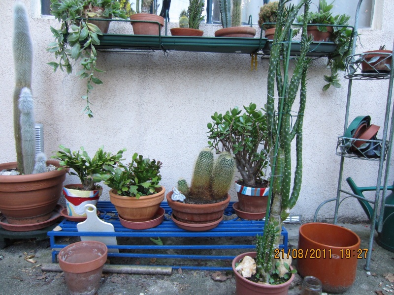 Les cactus sont de sortie Img_0217