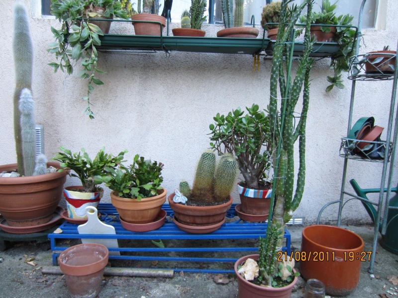 Les cactus sont de sortie  Img_0217