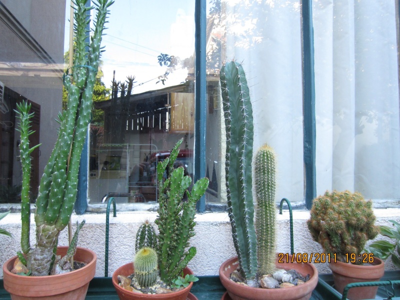 Les cactus sont de sortie  Img_0218