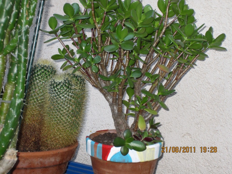 Les cactus sont de sortie Img_0219