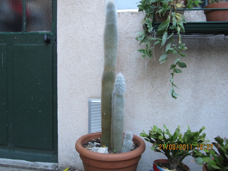 Les cactus sont de sortie  Img_0221