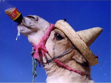 ابداعات تونسية..... Camel10