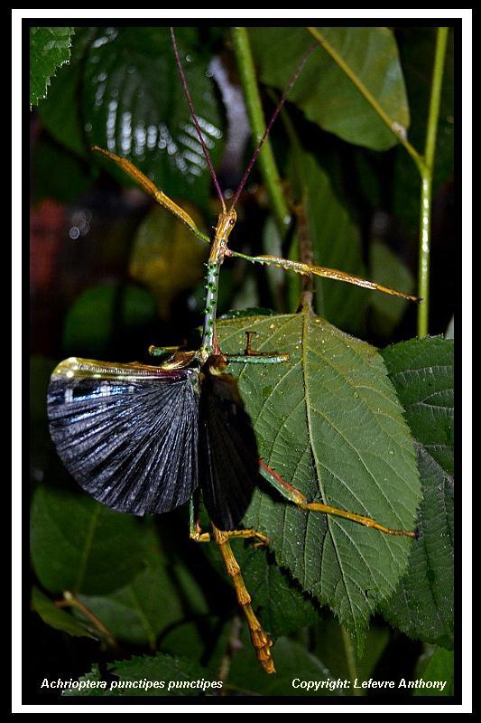 Achrioptera punctipes punctipes (PSG ? ) Achrio23