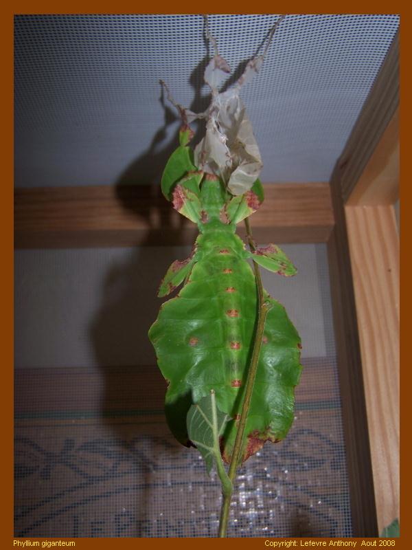 phyllium giganteum Gigant10