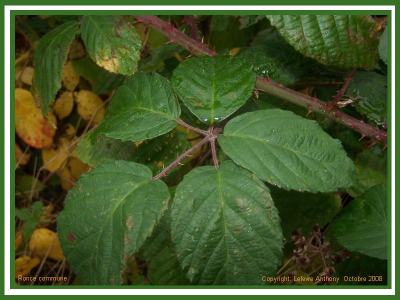 rubus fruticosus - ronce commune - blackberry Ronce_10
