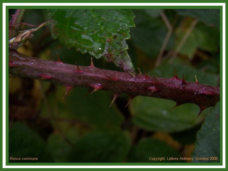 rubus fruticosus - ronce commune - blackberry Ronce_11