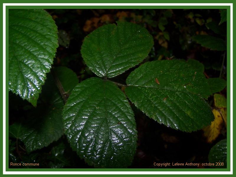 rubus fruticosus - ronce commune - blackberry Ronce_12