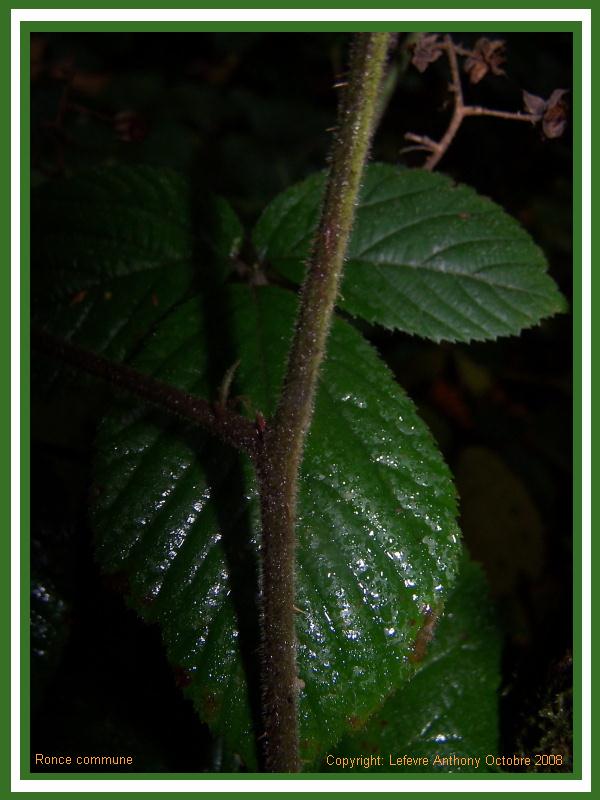 rubus fruticosus - ronce commune - blackberry Ronce_13