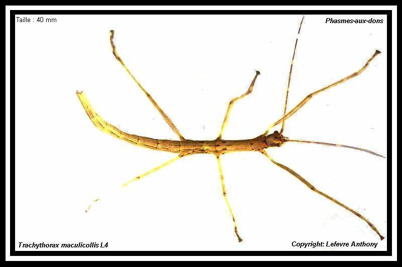 Trachythorax maculicollis (P.S.G n°160) Trachy20