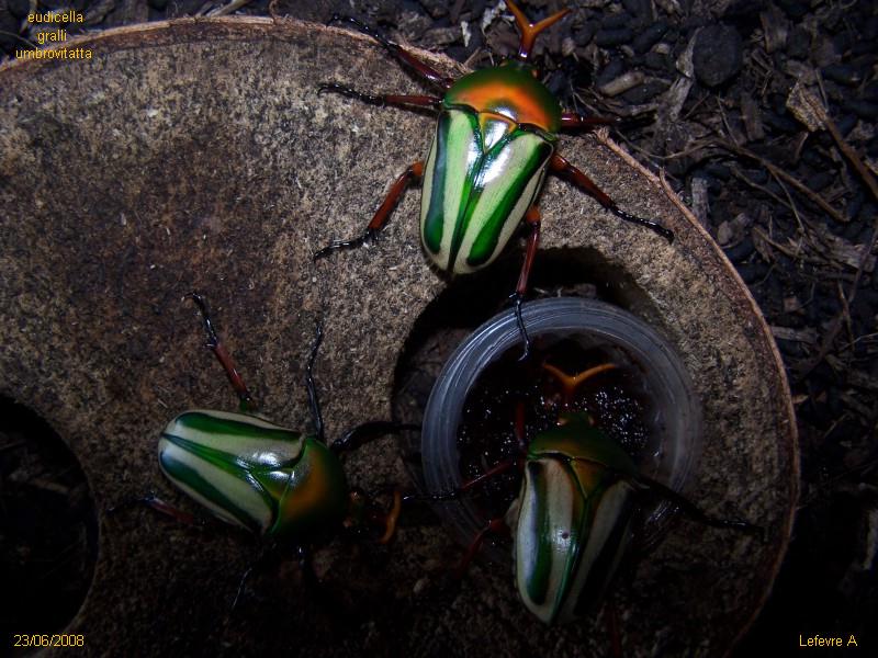 Eudicella gralli umbrovitatta Umbrov12