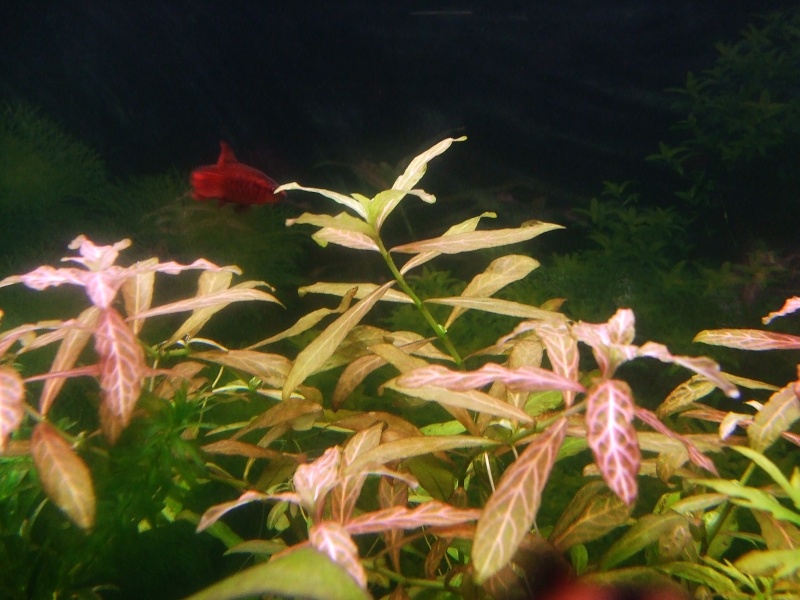 Flo ou comment passer d'un bac pourrit à un bac planté !! Aquari12