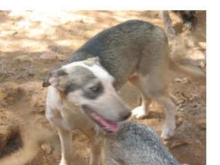 30 a 40 perros en peligro -aviso guardia civil de desalojo Algaaz10