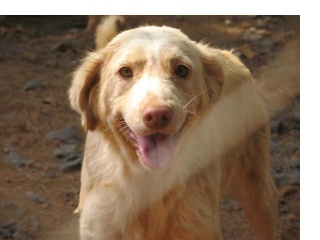 30 a 40 perros en peligro -aviso guardia civil de desalojo Algabo10