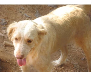 30 a 40 perros en peligro -aviso guardia civil de desalojo Algabo11