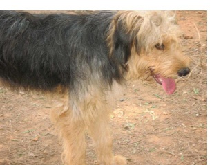 30 a 40 perros en peligro -aviso guardia civil de desalojo Algach12