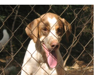 30 a 40 perros en peligro -aviso guardia civil de desalojo Algame10