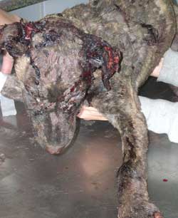 Cachorro quemado en Sueca Cachor11