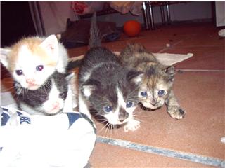 Cuatro gatitos encontrados ayer en un contenedor(Xativa) Gatito23