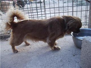 Iris pequinesa en adopcin..Adoptada!! Iris210