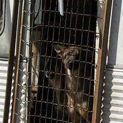 Rescatados 47 perros en lamentables condiciones Rescat11
