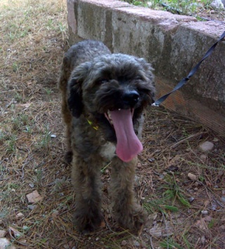 Caniche - ADOPTADO!! Wishky, caniche ciego de un ojito que sigue esperando adopción- Valencia Whiski11