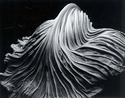 Edward Weston [Photographe] - Page 2 Cabbag10