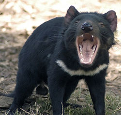 Diable de tasmanie 135