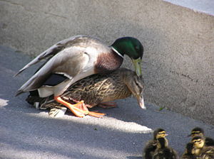 Le canard colvert 510