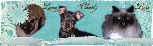 NINA, Pinscher Moyen LOF 12 ANS, 3 pattes DECEDEE - Page 3 Nana1110