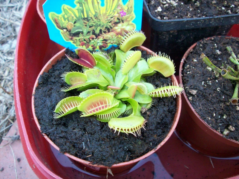 Quelle dionaea ? 100_0510